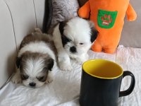 Shih tzu ev bebekleri