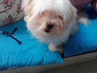 Maltese terrier bakımlı kimlikli aşıları tam