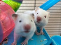 Bebek Hamster