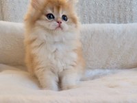 BLH 2 aylık erkek british longhair