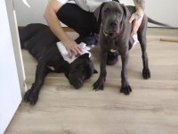 Safkan blue erkek cane corso