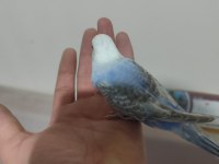 Yeni yeme düşen bebek muhabbet kuşu yavrular