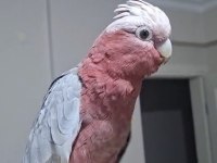 Gül kakadu 2 yaşında