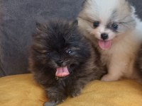 Pomeranian Yavrular