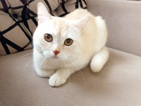 patron terk edildi ona aile arıyorum tekir