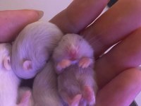 Yavru hamsterlar