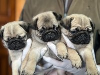Üst düzey pug mops bebekler