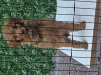 WC EĞİTİMLİ YAVRU TOY POODLE