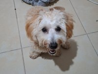 Köpeğimize eşleştirme için maltipoo dişi arıyoruz