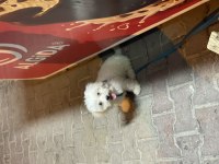 yavru maltese terrier