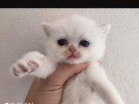 Saf Kan Full Secereli British Shorthair Kediler