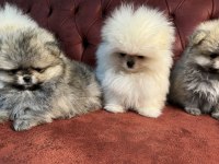 Show kalite tea cup pomeranian boo yavrular