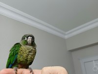 GREENCHEK KONUR BEBEK