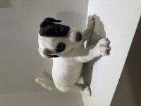 Dişi kısa bacak jack russell maskeli