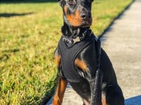 Doberman Ölümün Habercisi