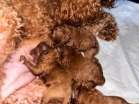 KORE KAN POODLE SAHİPLENDİRME