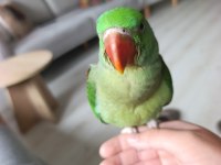 2,5 aylık bebek alexander papağanı ele alışkın