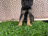 Burkemden a kalite alman çoban köpeği yavrumuz
