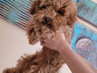 Sağlıklı poodle yavrular