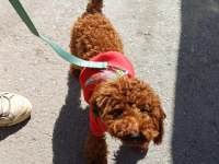 2.5 AYLIK TOY POODLE YAVRU