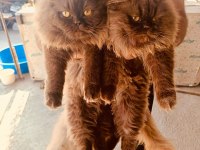 Cinnemon british longhair yavrular