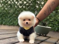 Sevimli Pomeranian
