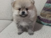 Pomeranian Boo Üst Kalite tea cup Dişi ve Erkek