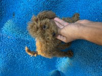 Poodle yavrularımız