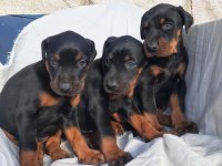 Şampiyon soydan doberman yavrular