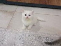 BRİTİSH SHORTHAİR BEBEKLER