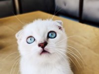 SAFKAN BRİTİSH SHORTHAİR VE LONGHAİR GOLDEN