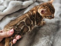 Brown Bengal Kedisi WCF Şecereli Ozyfelines