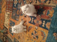 Mükemmel british longhair yavrular