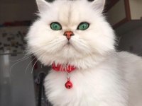 BRİTİSH LONGHAİR YAVRULARIM