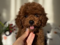 Kore Poodle 3 Aylık