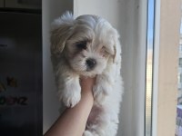Maltese terrier yavru köpeğimiz