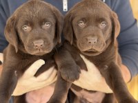 REFERANS YAVRU LABRADOR