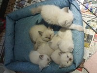 Scottish fold ve british shorthair yavrular