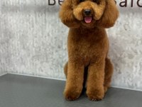 Toy Poodle Oğlumuza Eş Arıyoruz