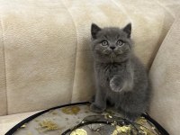 A Kalite Safkan British Shorthair Dişi Erkek