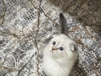 Scottish fold blue point yavrularımız