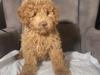 1 NO ERKEK MALTIPOO OĞLUMUZ