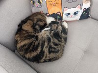 İşim gereği kedimize dost arıyorum