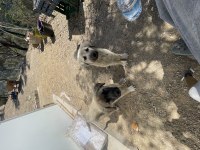 Tavuk koyun bekçi adayları köpekler