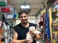 EXOTİC SHORTHAİR BEBEKLERİ