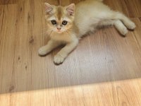 British shorthair