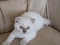 British Shorthair ve Scottish fold Yavrular