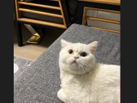 Ücretsiz british shorthair kedimiz
