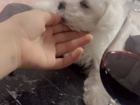Baba Kore maltese terrier