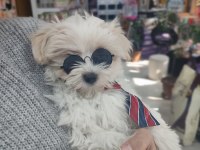 Üst düzey maltipoo bebeklerimiz hazır